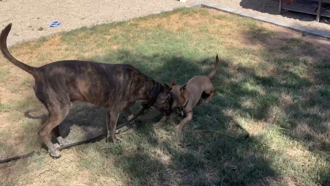 Enlarge Pumpkin, a Adoptable mixed breed in Phoenix, AZ video 5/6