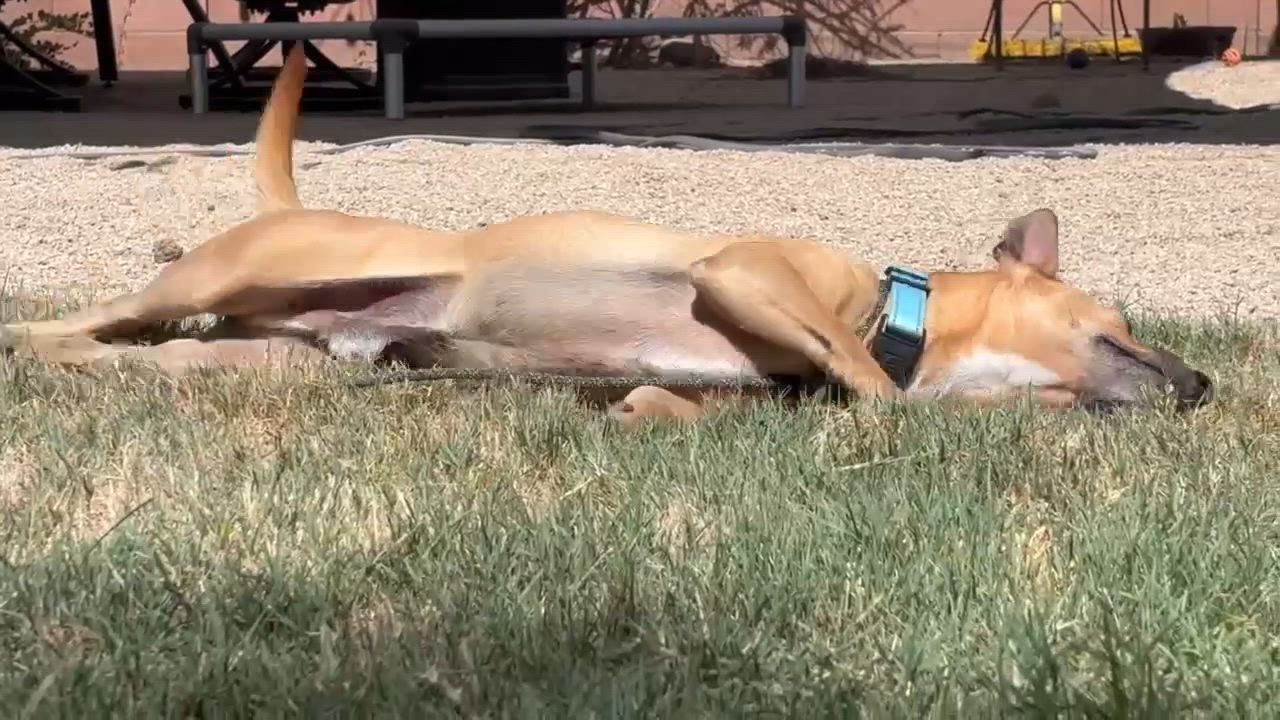 Enlarge Pumpkin, a Adoptable mixed breed in Phoenix, AZ video 4/6