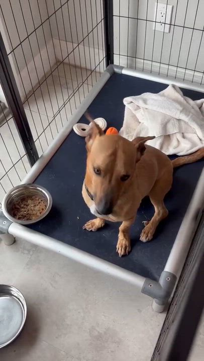 Enlarge Pumpkin, a Adoptable mixed breed in Phoenix, AZ video 6/6