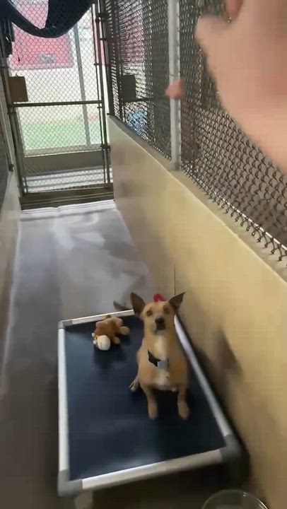 Enlarge Pumpkin, a Adoptable mixed breed in Phoenix, AZ video 6/6