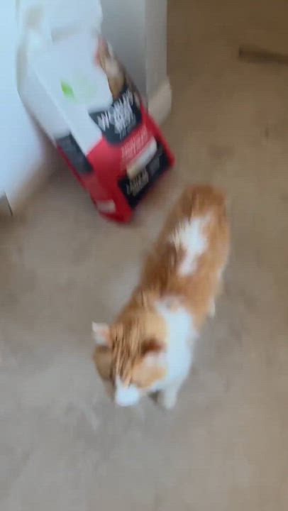 Enlarge Pumpkin, a Adoptable mixed breed in Phoenix, AZ video 3/6