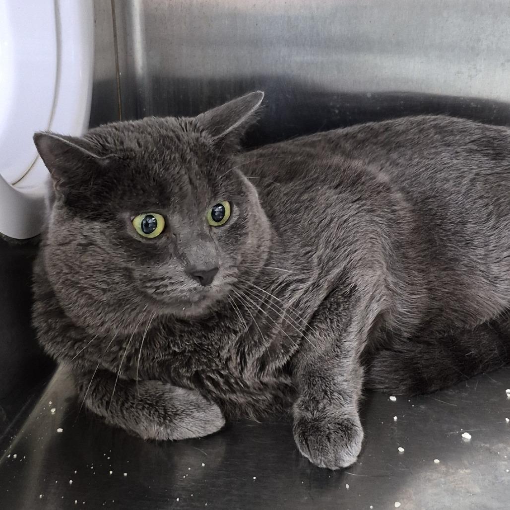 Enlarge Michi, a Adoptable Domestic Short Hair in Natick, MA image 1/2