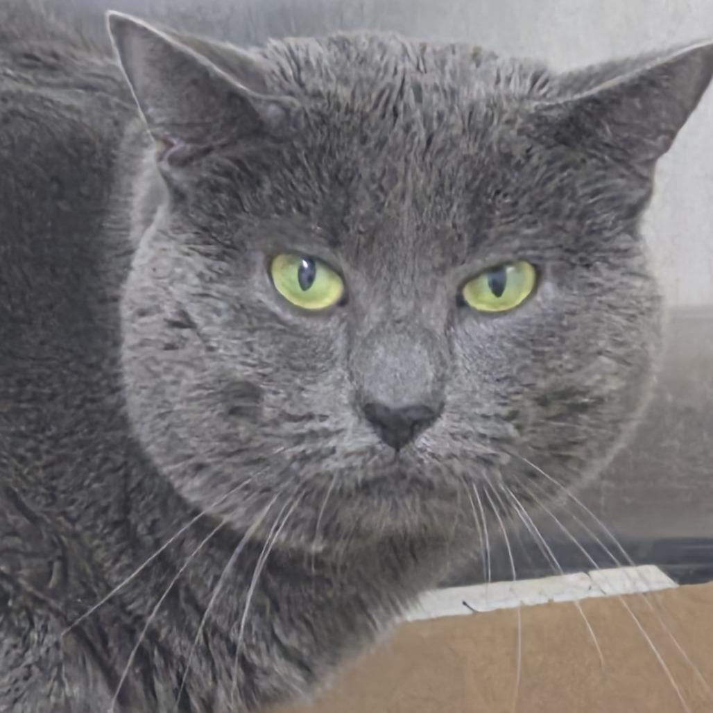 Enlarge Michi, a Adoptable Domestic Short Hair in Natick, MA image 2/2