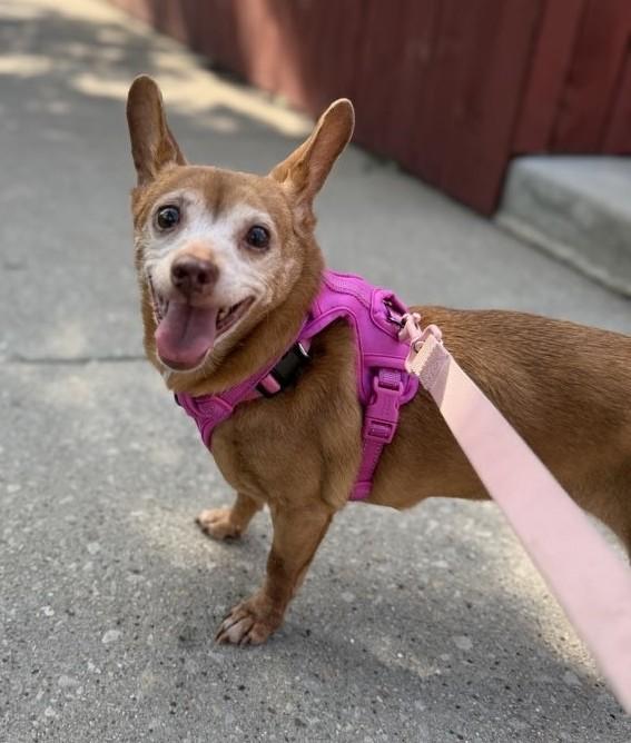 Penelope, an adoptable mixed breed in Palatine, IL image 2/4