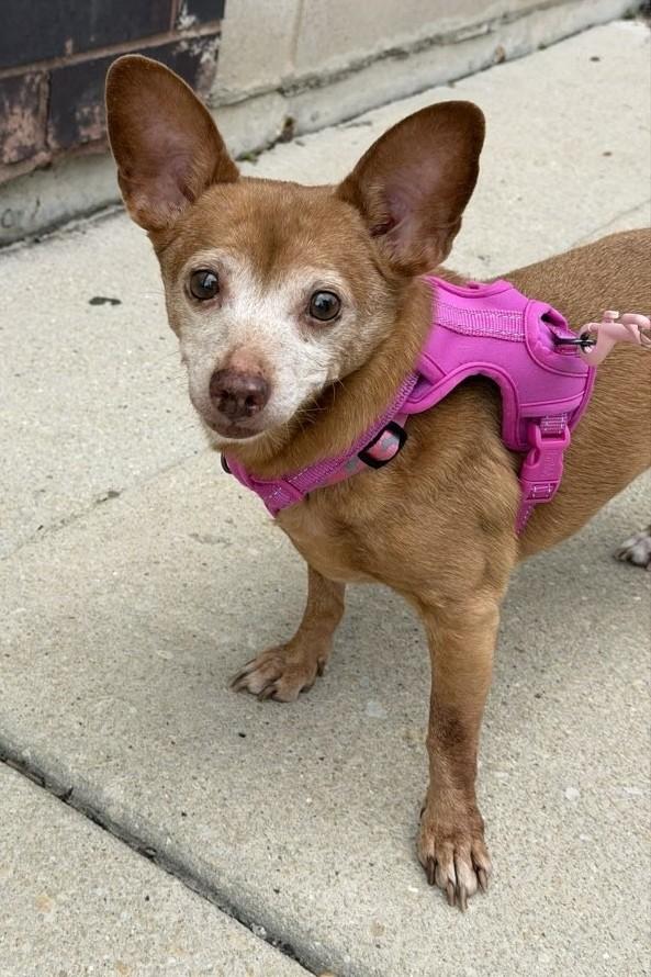 Penelope, an adoptable mixed breed in Palatine, IL image 4/4