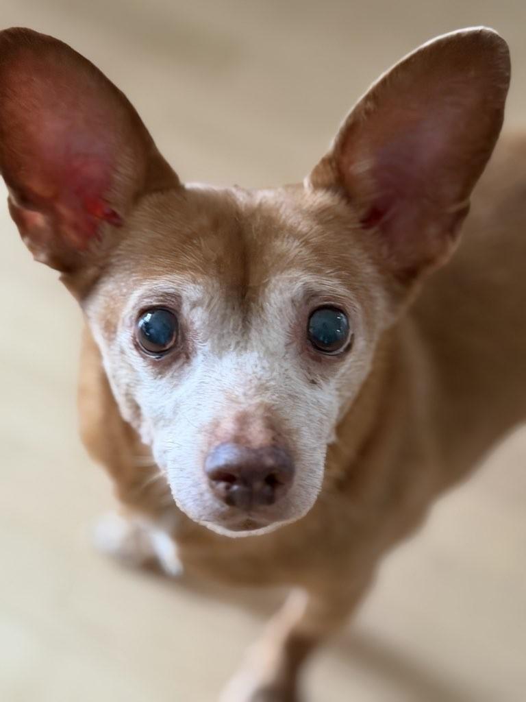 Penelope, an adoptable mixed breed in Palatine, IL image 3/4
