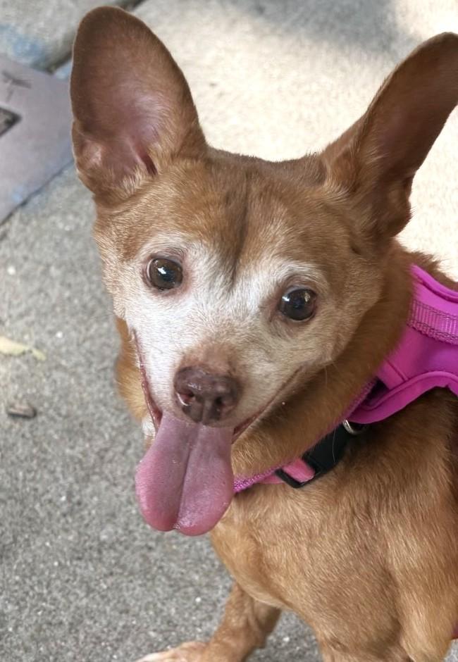 Penelope, adoptable, Senior Female Chihuahua & Dachshund.