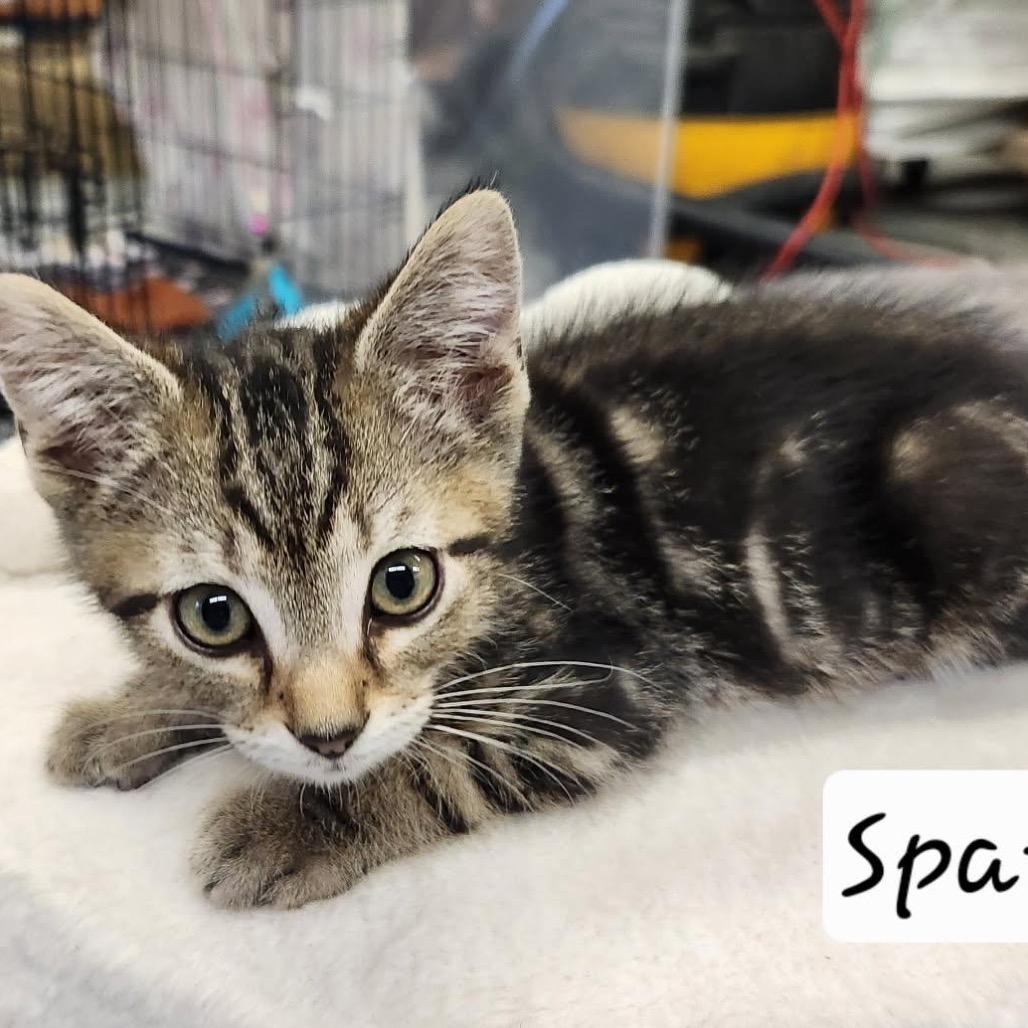 Enlarge Sparky, a Adoptable Domestic Short Hair in Baker City, OR image 1/2