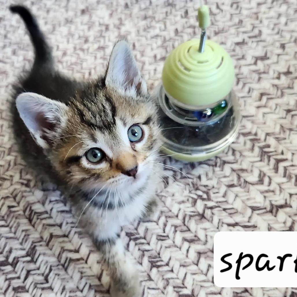 Enlarge Sparky, a Adoptable Domestic Short Hair in Baker City, OR image 2/2