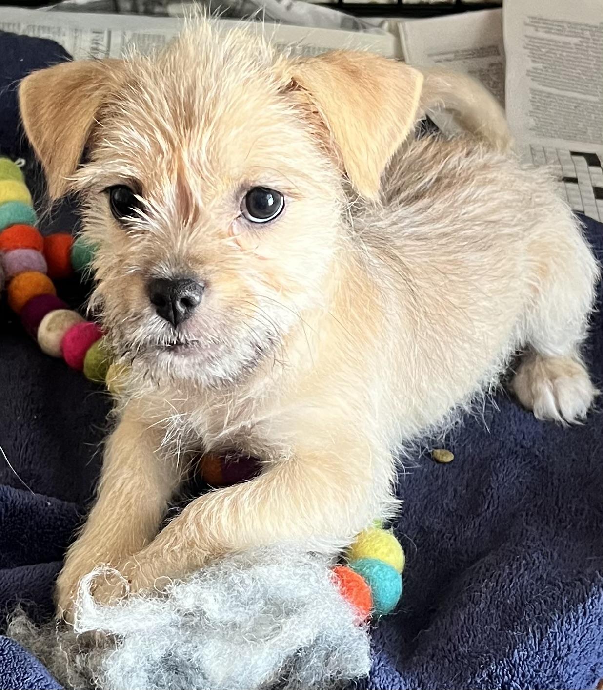 Boo, a ADOPTABLE mixed breed in Los Angeles, CA image 4/4