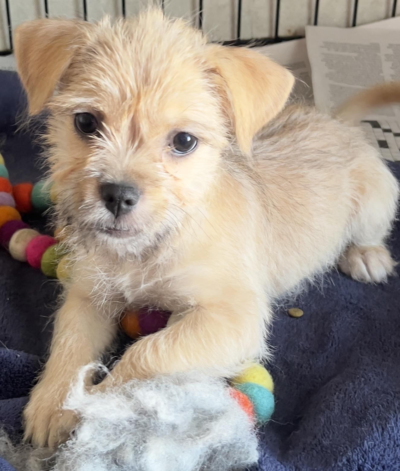 Boo, a ADOPTABLE mixed breed in Los Angeles, CA image 1/4