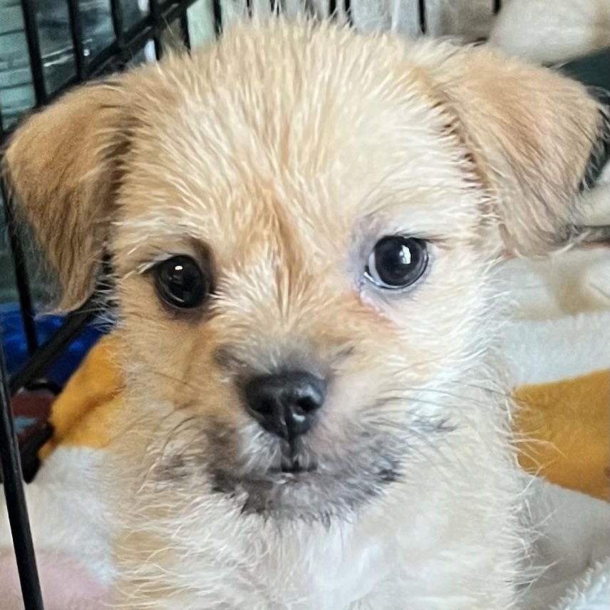 Boo, a ADOPTABLE mixed breed in Los Angeles, CA image 2/4