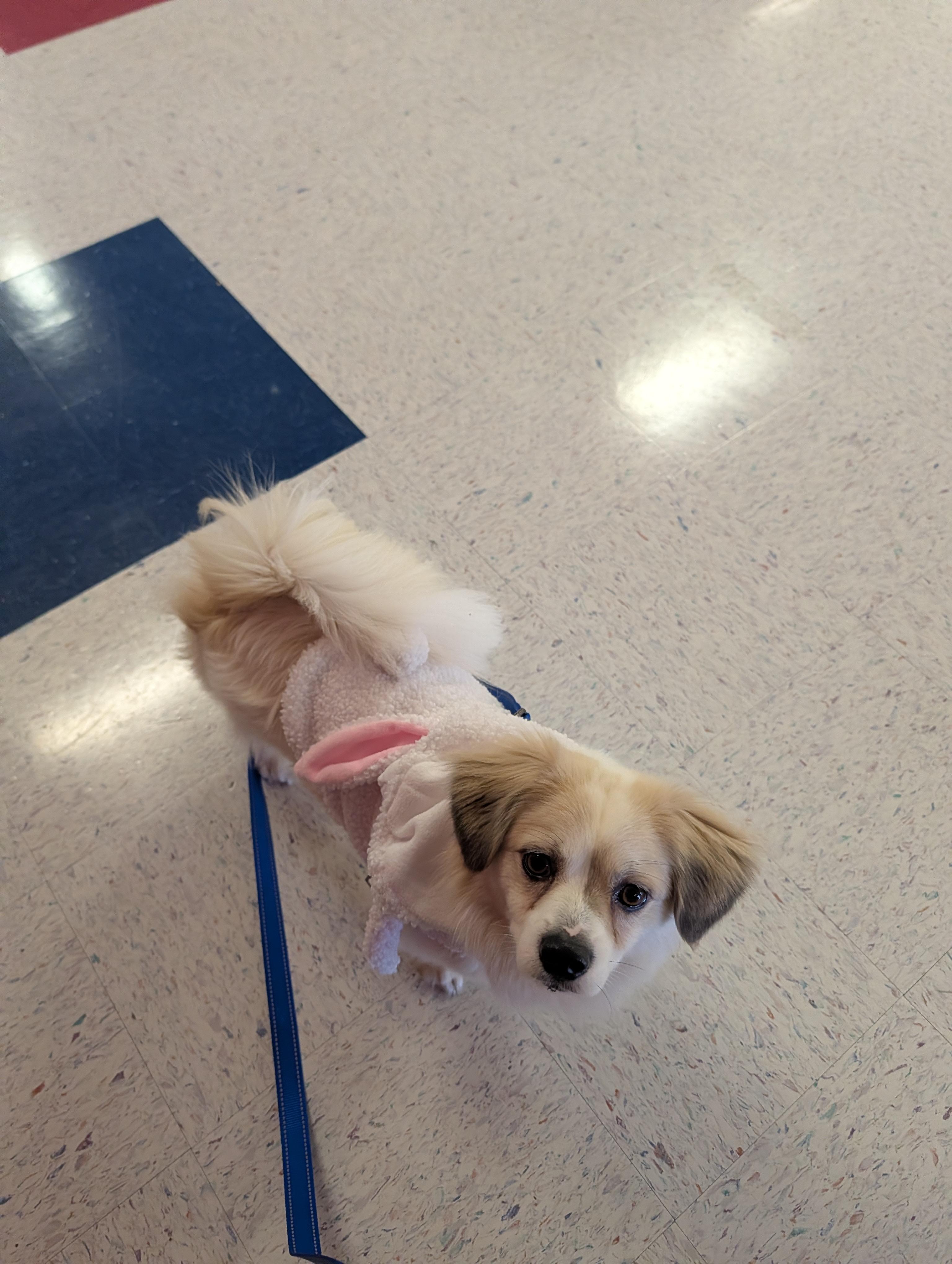 Enlarge Leo, a Adoptable mixed breed in Richmond, VA image 6/6