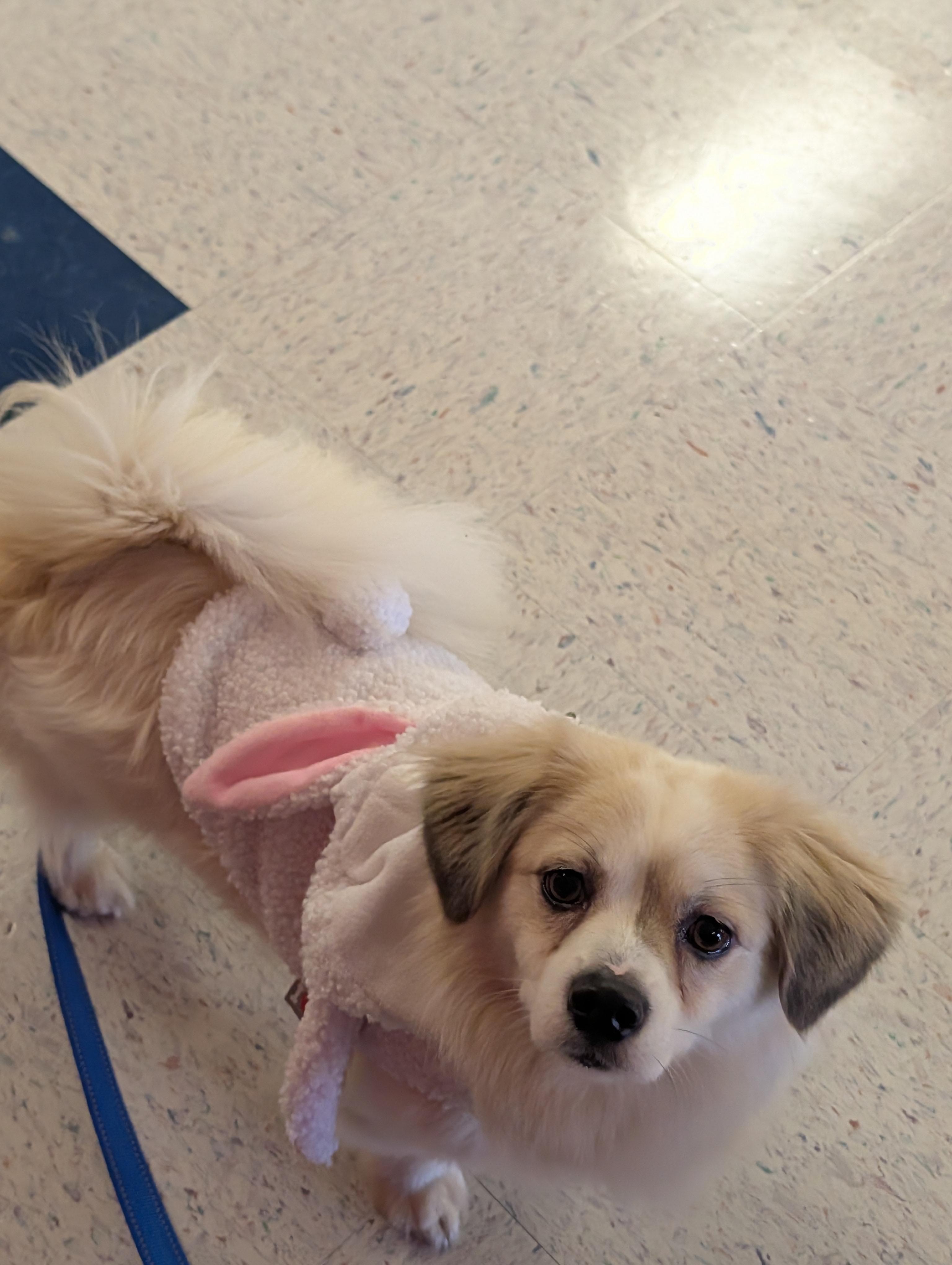 Leo, Adoptable, Young Male Shih Tzu & Havanese.