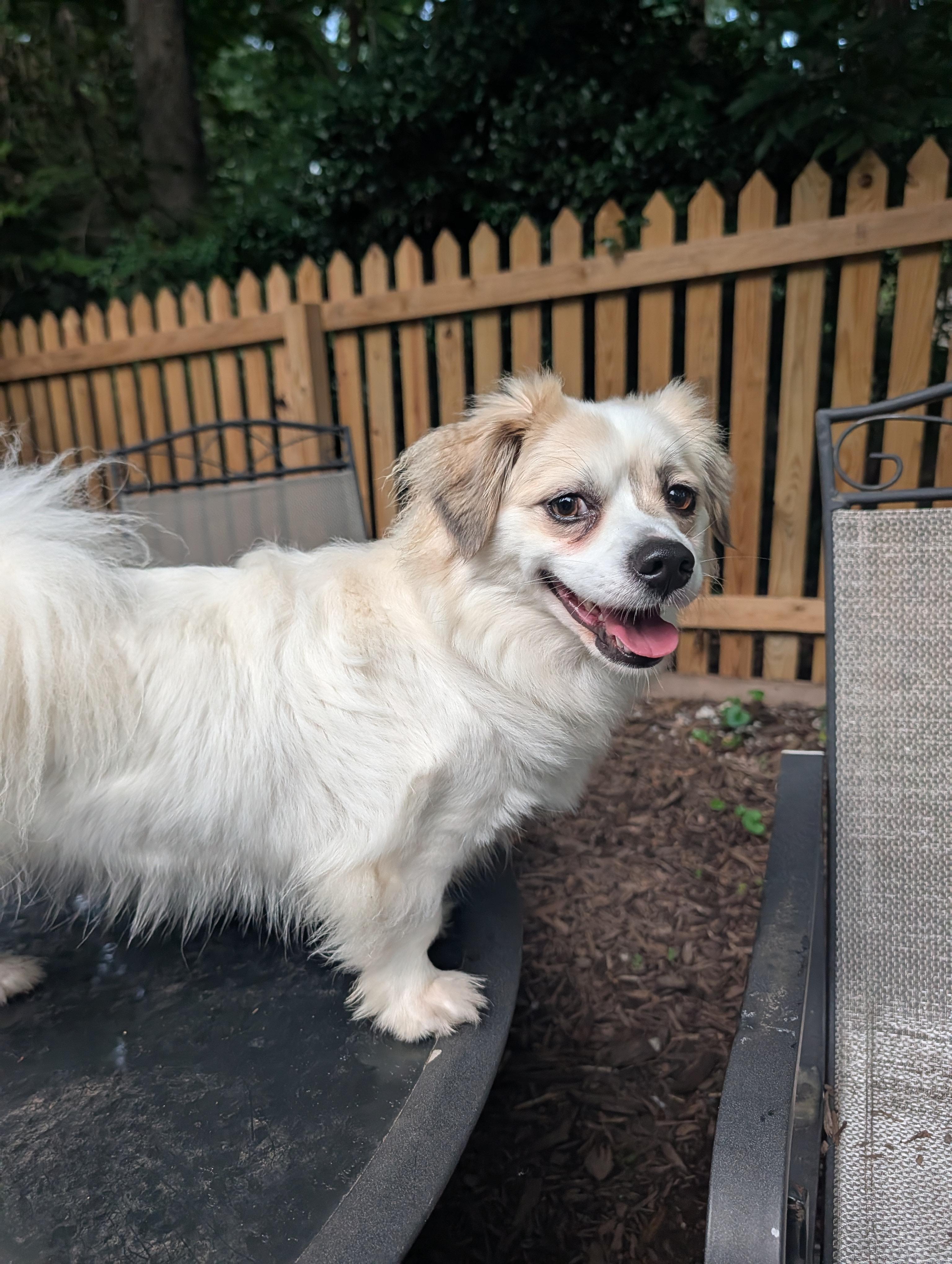 Enlarge Leo, a Adoptable mixed breed in Richmond, VA image 3/6