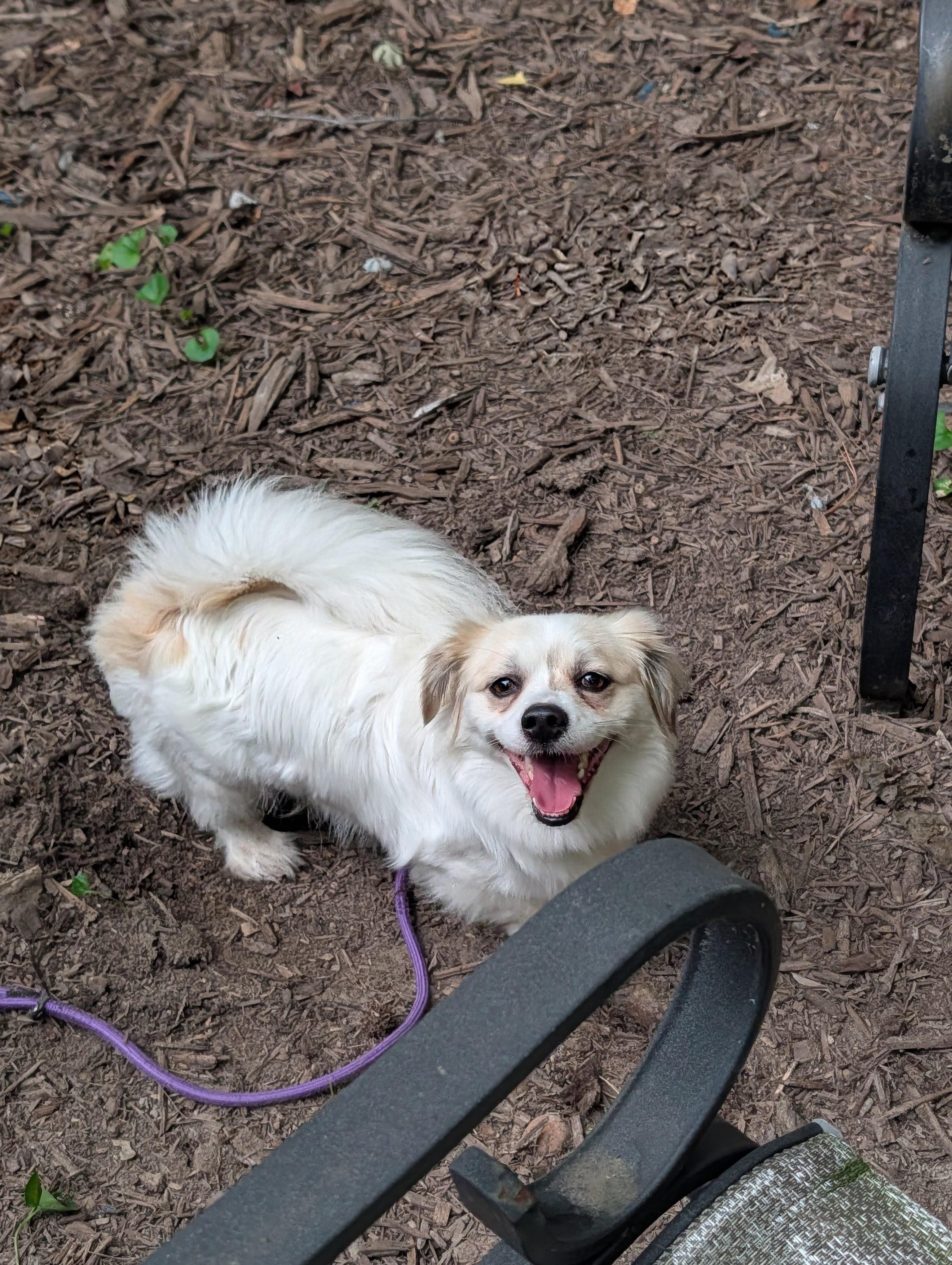 Enlarge Leo, a Adoptable mixed breed in Richmond, VA image 2/6