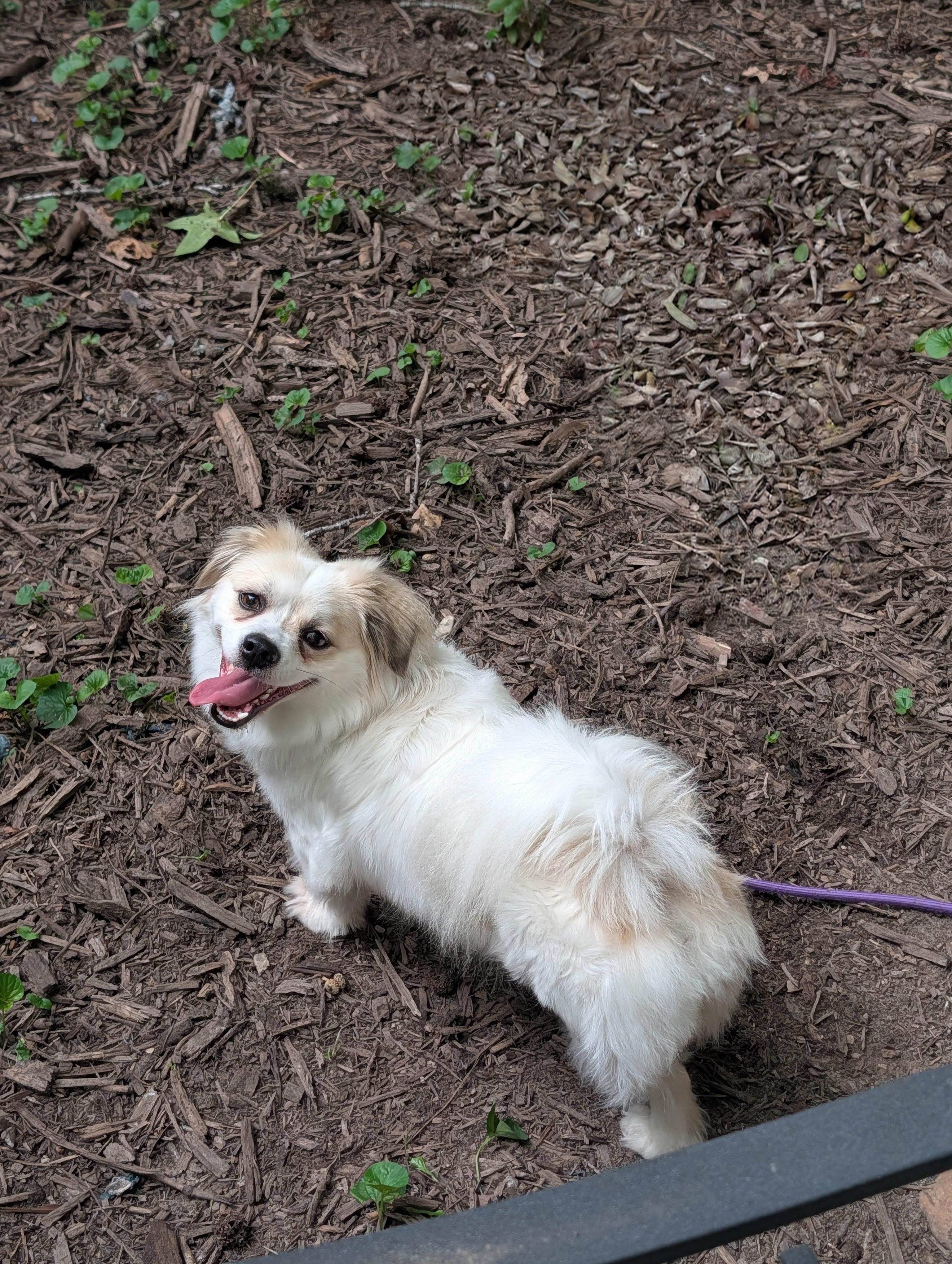 Enlarge Leo, a Adoptable mixed breed in Richmond, VA image 5/6