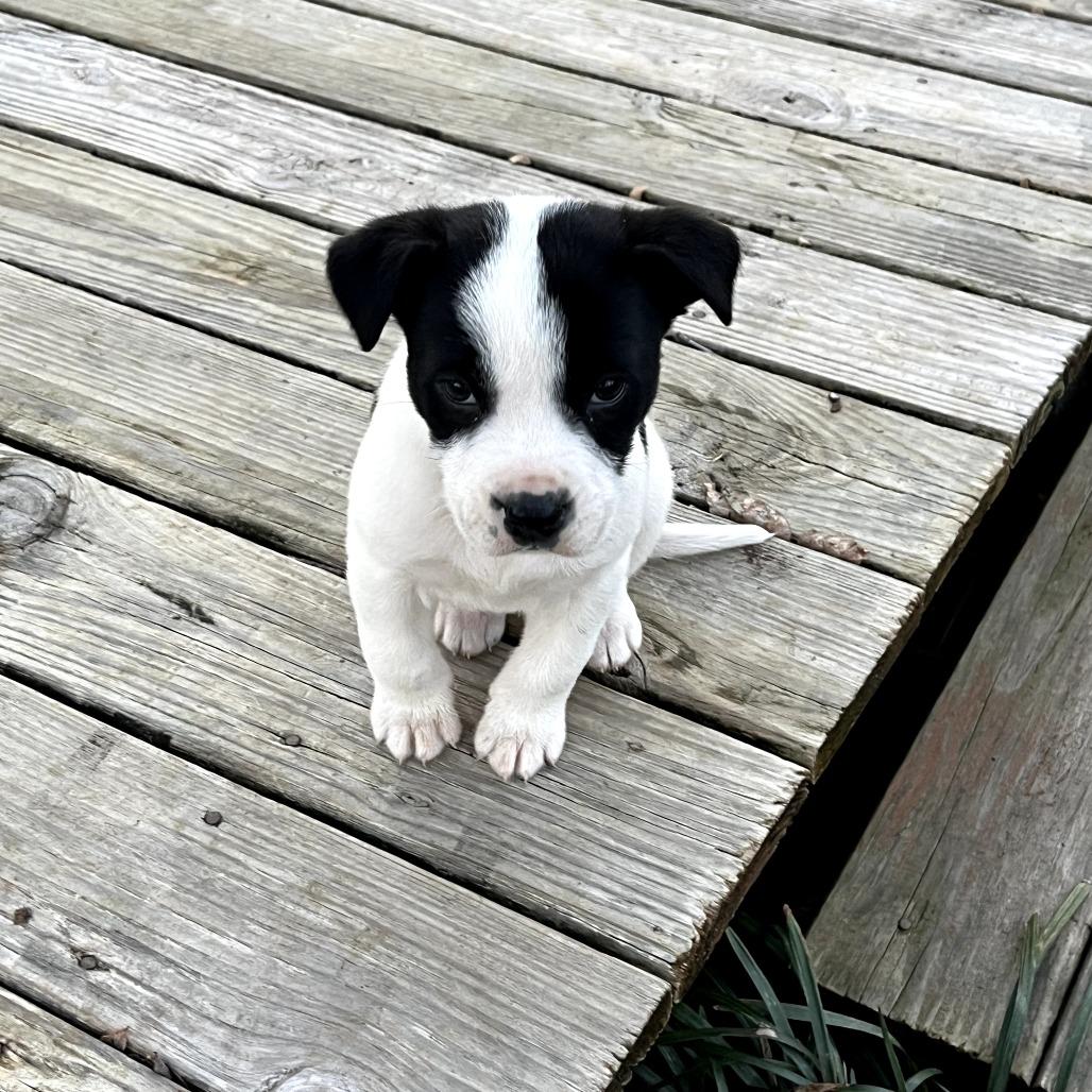 Enlarge Capricorn, a Adoptable Mixed Breed in Huntsville, AL image 2/3