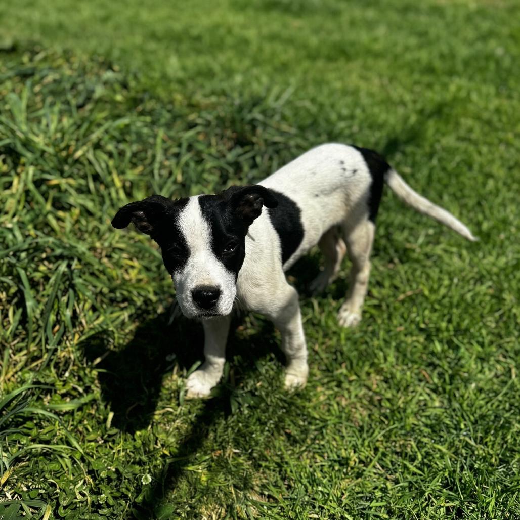 Enlarge Capricorn, a Adoptable Mixed Breed in Huntsville, AL image 3/3