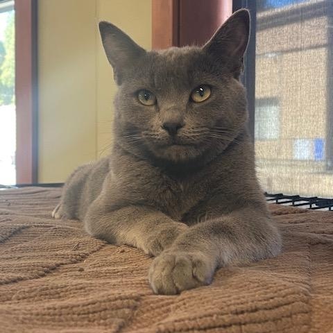 Jerry Leon, an adoptable Domestic Short Hair in Grass Valley, CA, 95945 | Photo Image 1