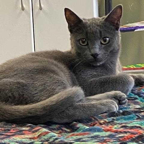 Jerry Leon, an adoptable Domestic Short Hair in Grass Valley, CA, 95945 | Photo Image 2