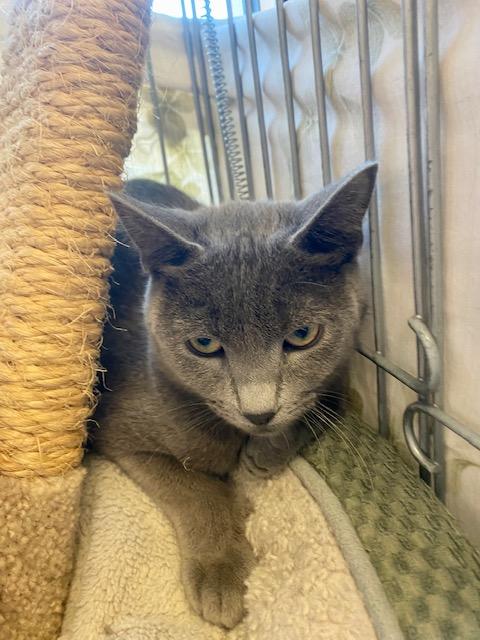 Jerry Leon, an adoptable Domestic Short Hair in Grass Valley, CA, 95945 | Photo Image 3