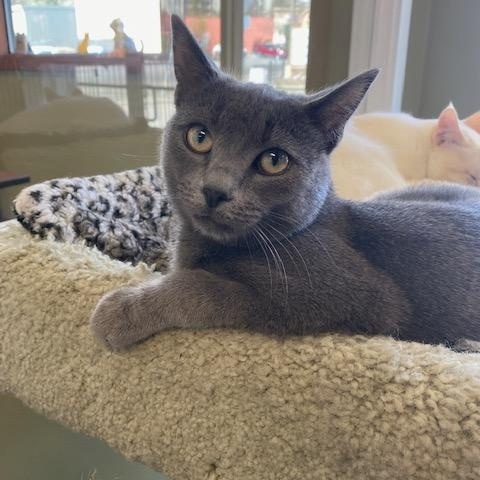 Jerry Leon, an adoptable Domestic Short Hair in Grass Valley, CA, 95945 | Photo Image 4