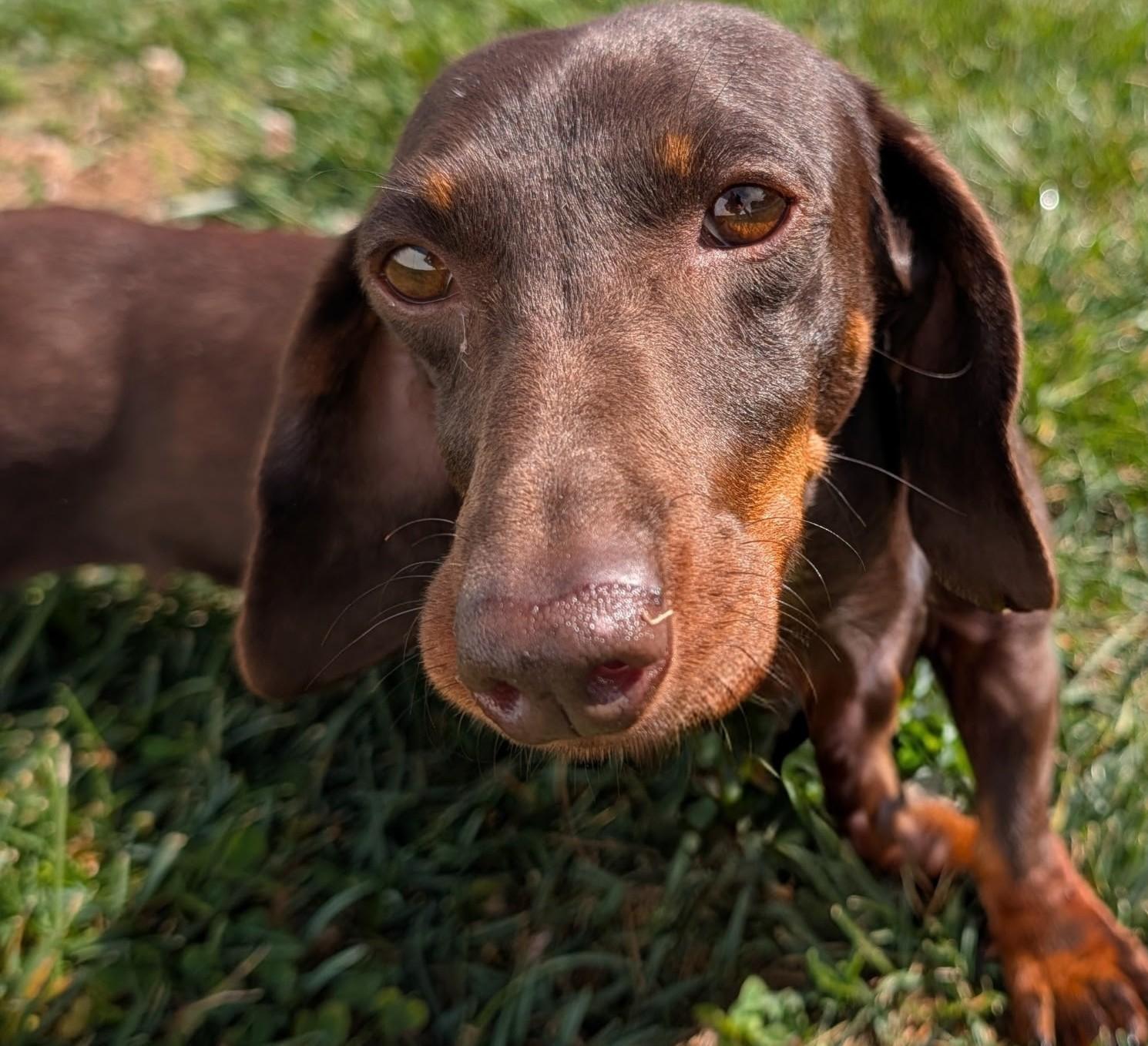 Enlarge Snickers in NC, a ADOPTABLE Dachshund in Benson, NC image 1/5