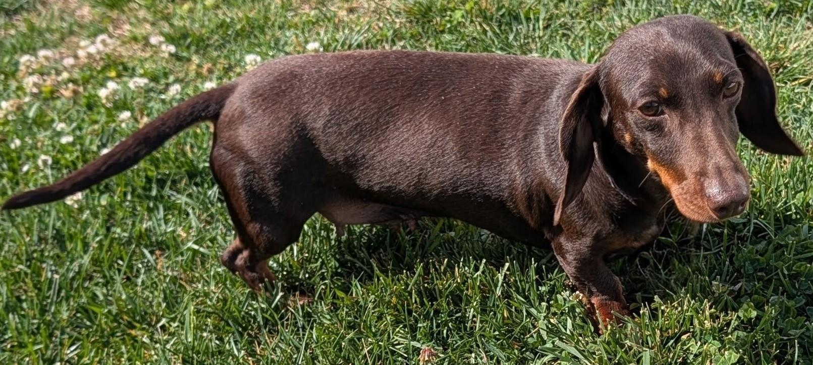 Enlarge Snickers in NC, a ADOPTABLE Dachshund in Benson, NC image 4/5