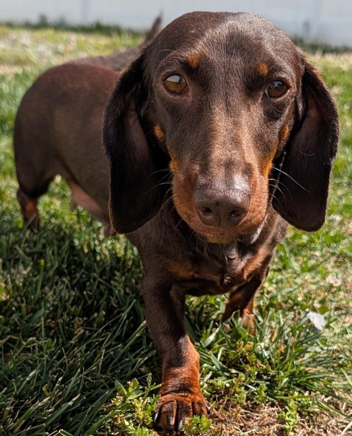 Enlarge Snickers in NC, a ADOPTABLE Dachshund in Benson, NC image 3/5