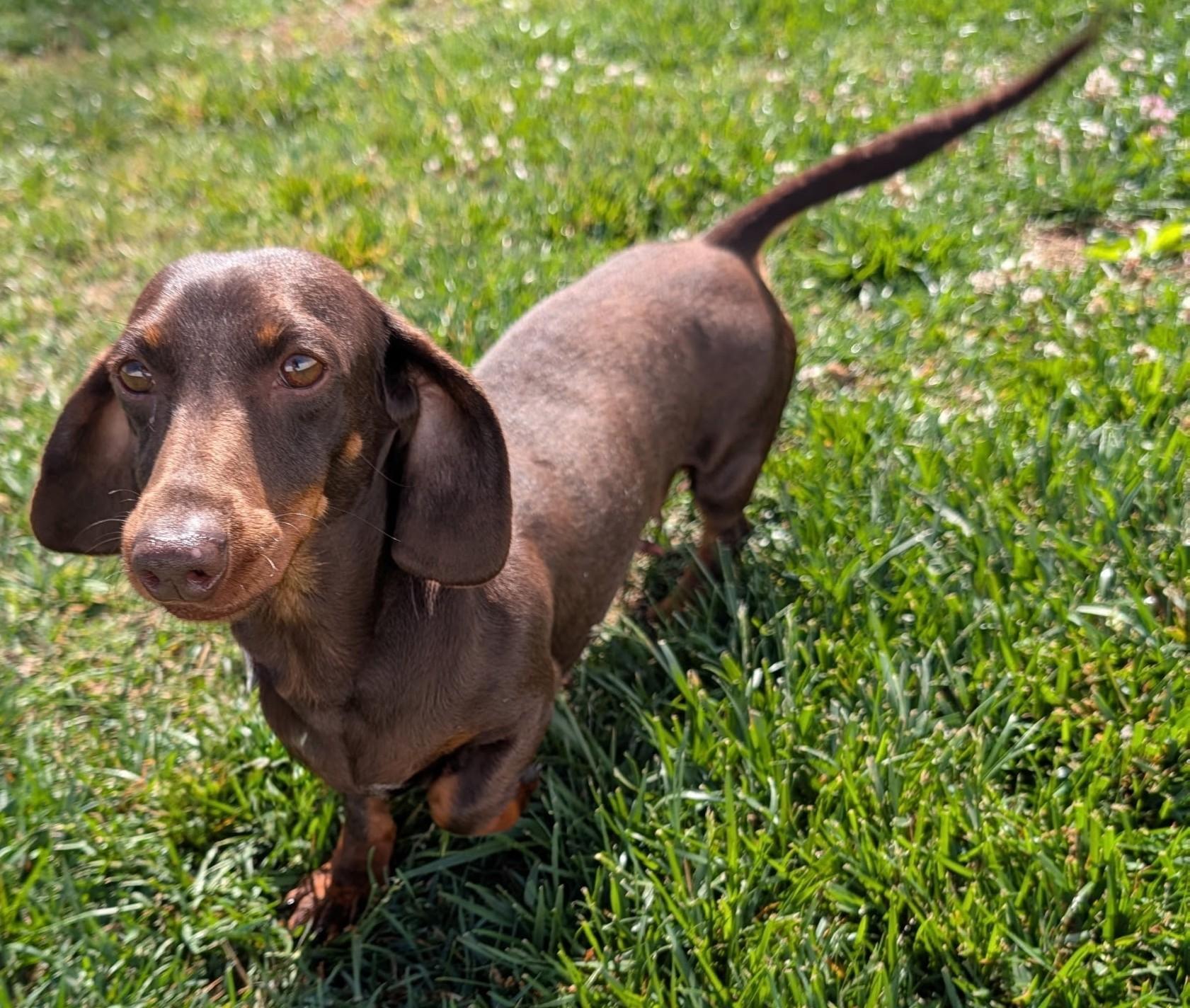 Enlarge Snickers in NC, a ADOPTABLE Dachshund in Benson, NC image 2/5