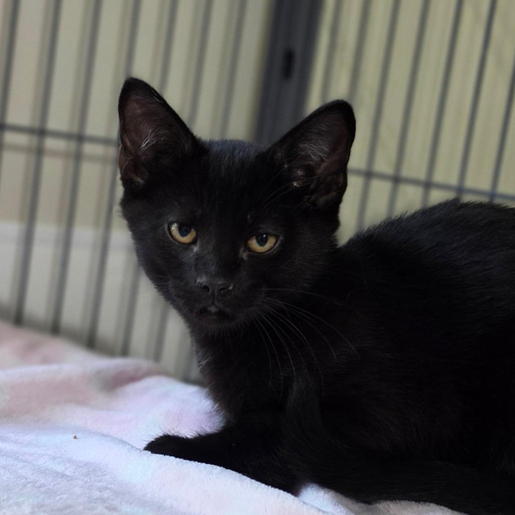 Macaron, Adoptable, Kitten Male Domestic Short Hair.