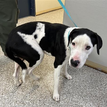 Cedar, ADOPTABLE, Adult Female Mixed Breed.