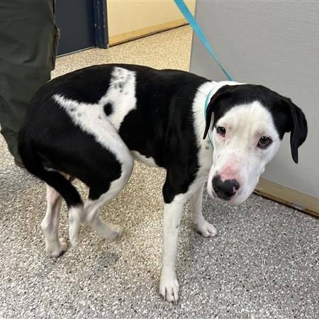 Enlarge Cedar, a ADOPTABLE Mixed Breed in Defuniak Springs, FL image 3/4