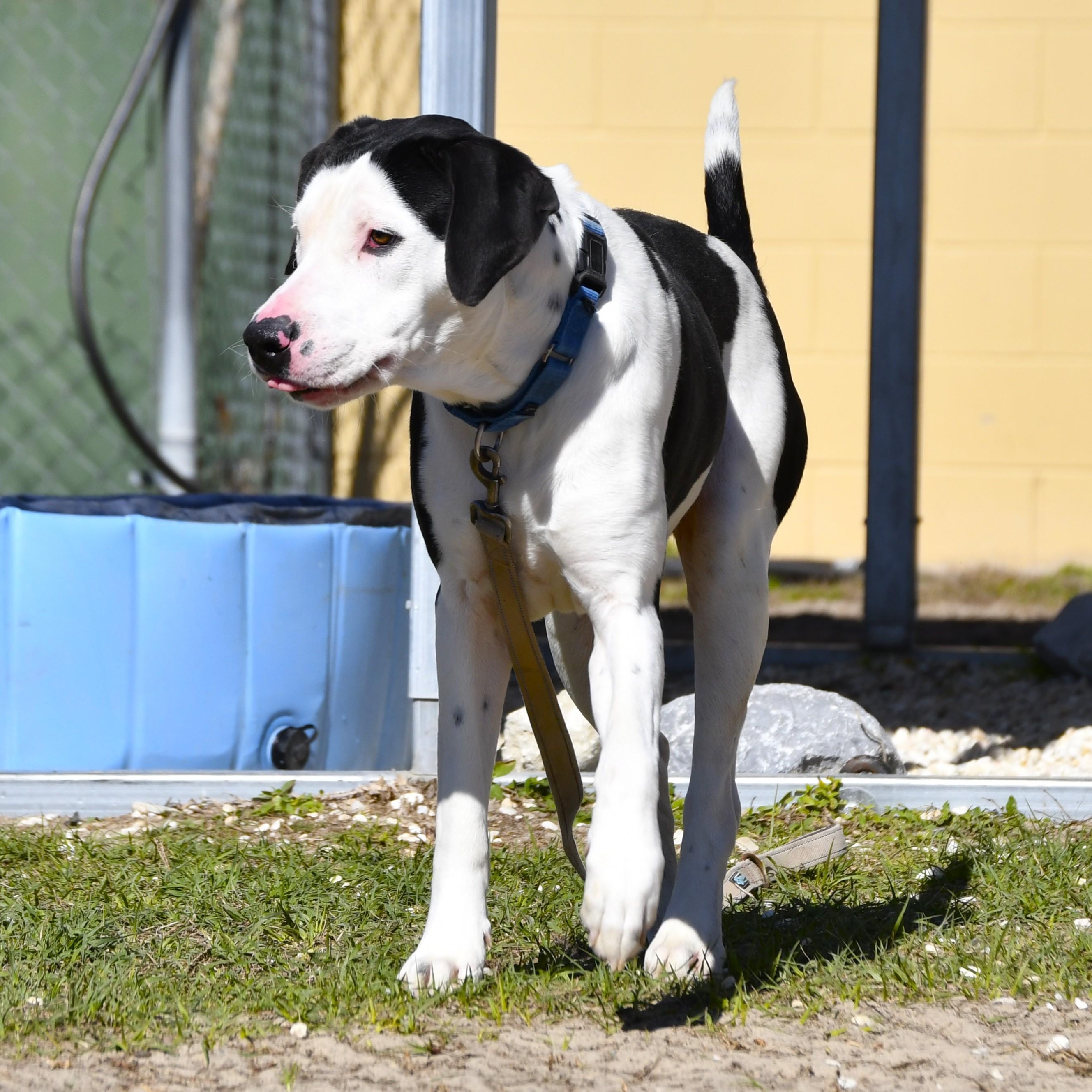 Enlarge Cedar, a ADOPTABLE Mixed Breed in Defuniak Springs, FL image 4/4