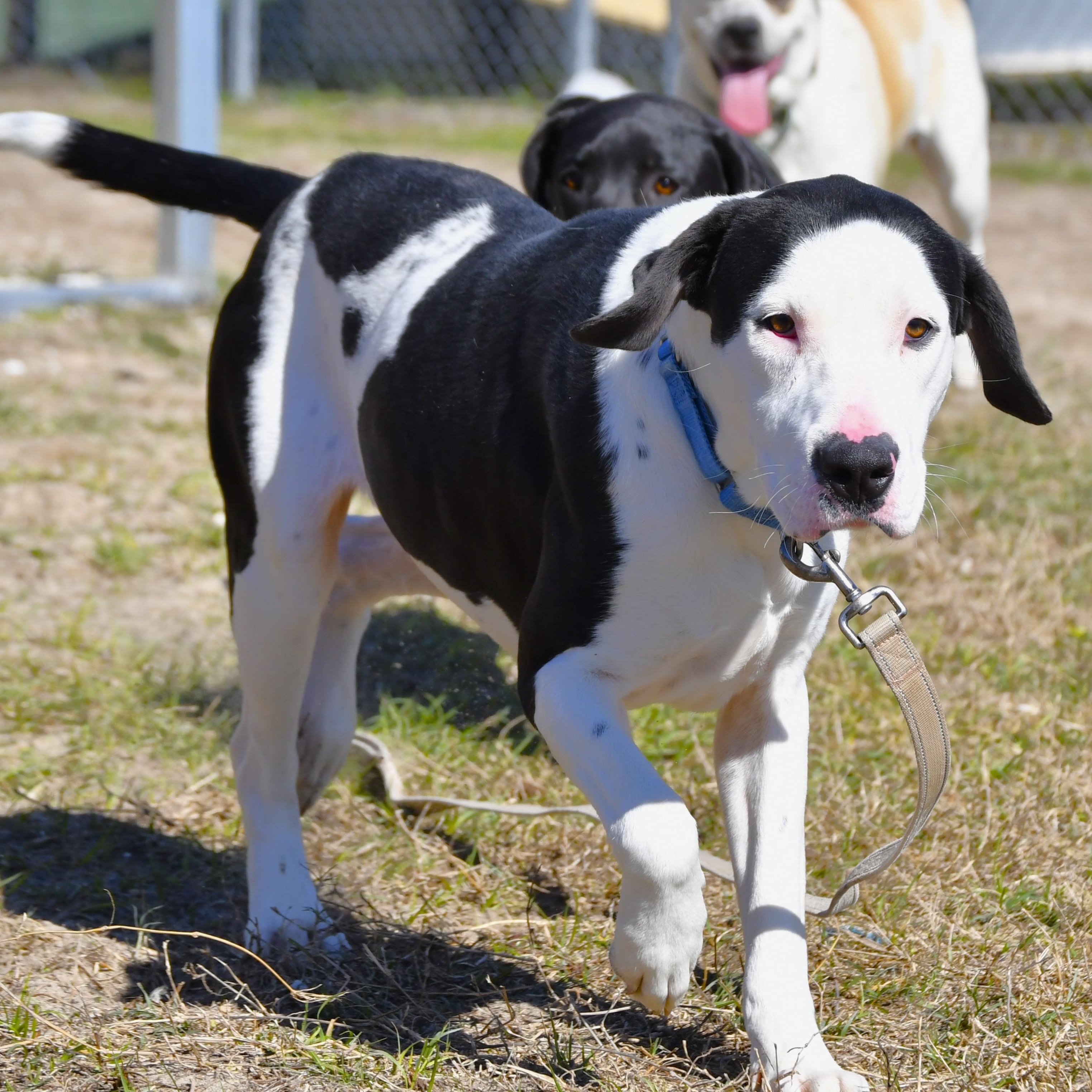 Enlarge Cedar, a ADOPTABLE Mixed Breed in Defuniak Springs, FL image 2/4