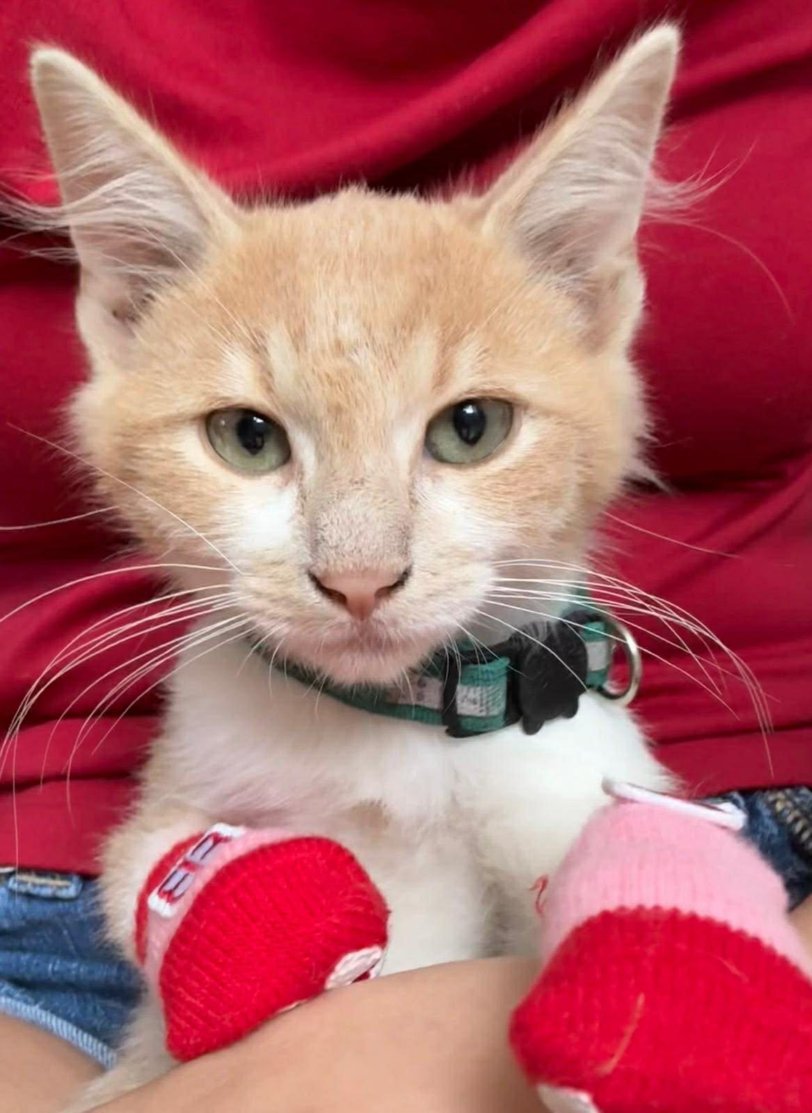 Shadow, ADOPTABLE, Kitten Male Domestic Short Hair.