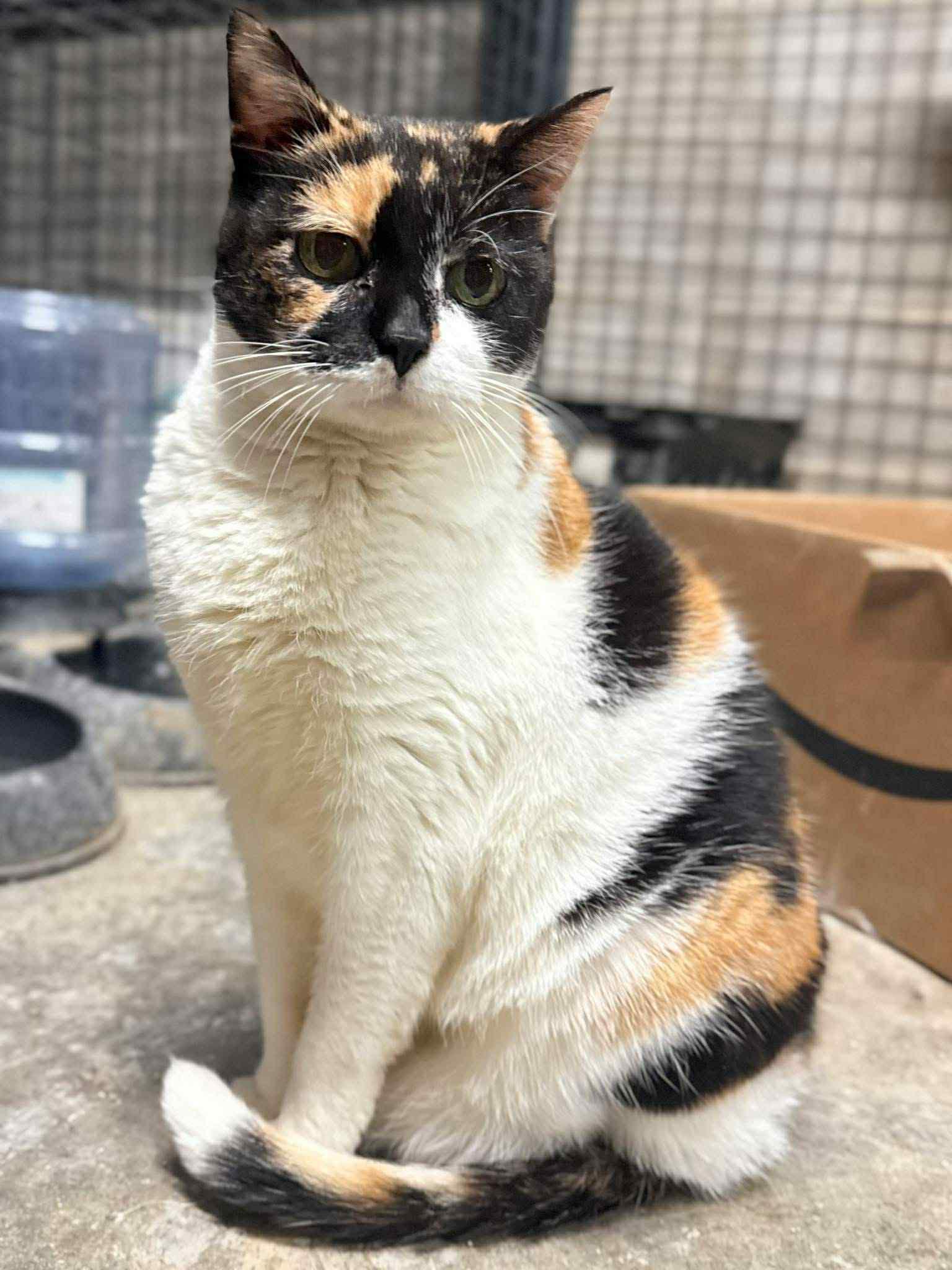 Patsy Kline, ADOPTABLE, Senior Female Domestic Short Hair.