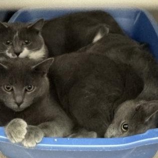 Enlarge Agnes, a Adoptable Domestic Short Hair in Worcester, MA image 1/1