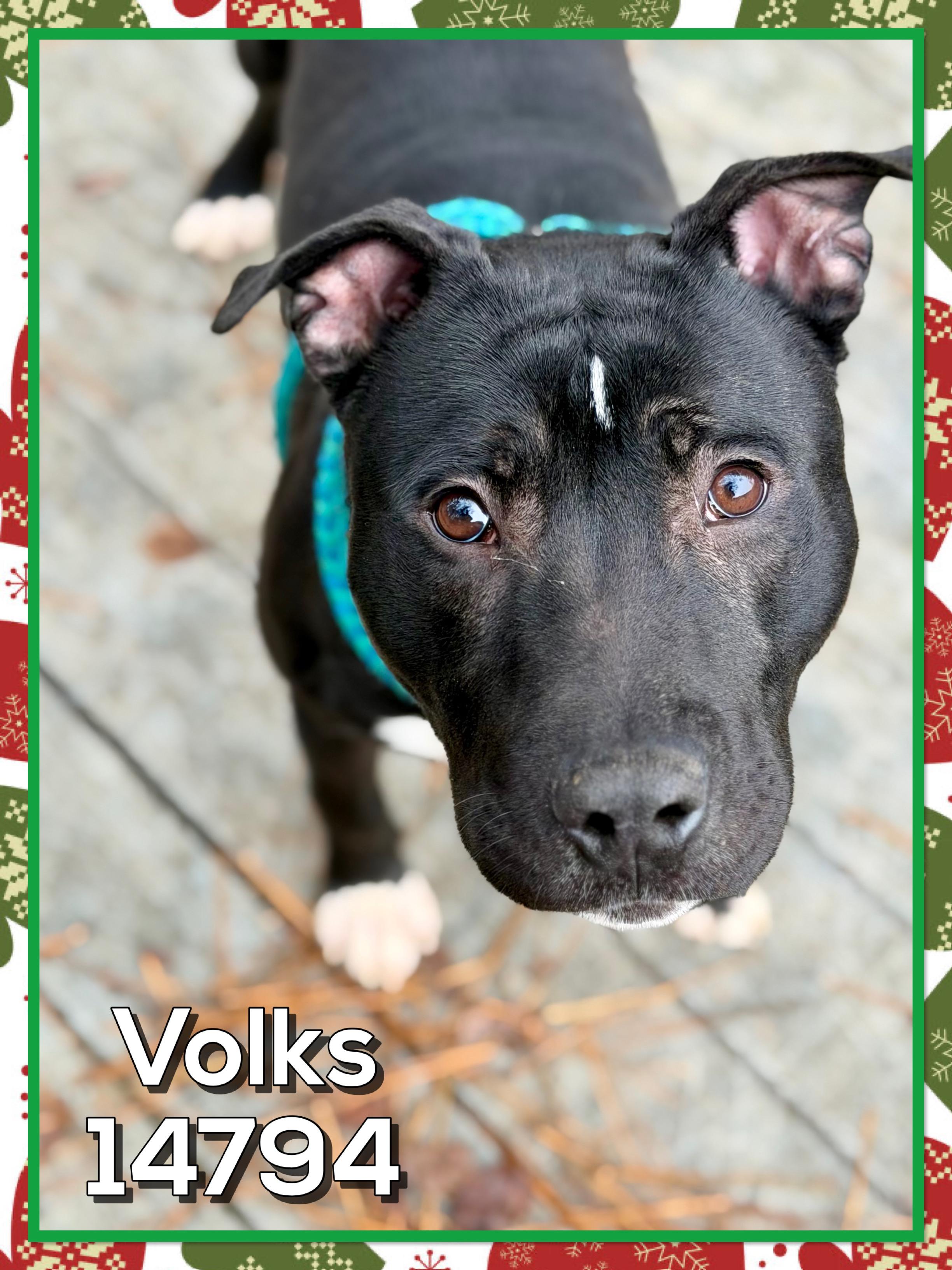 Enlarge VOLKS, a other mixed breed in Marietta, GA image 2/6