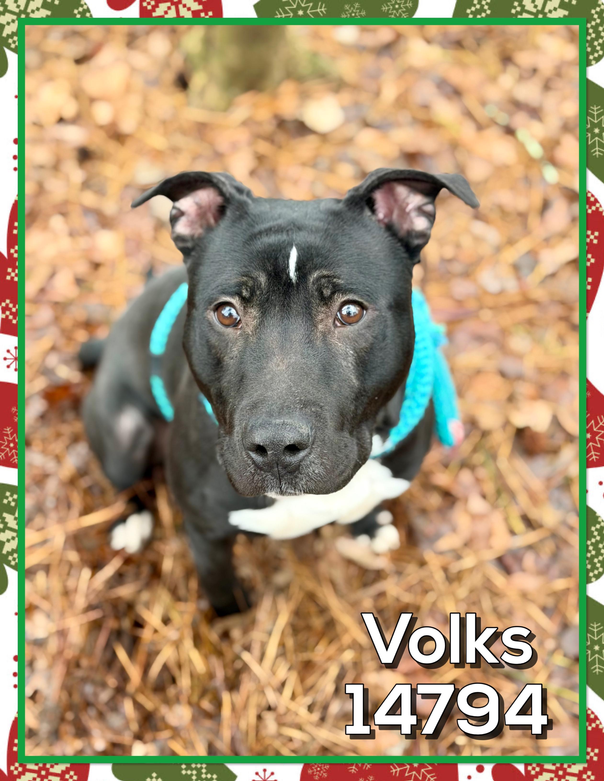 Enlarge VOLKS, a other mixed breed in Marietta, GA image 3/6
