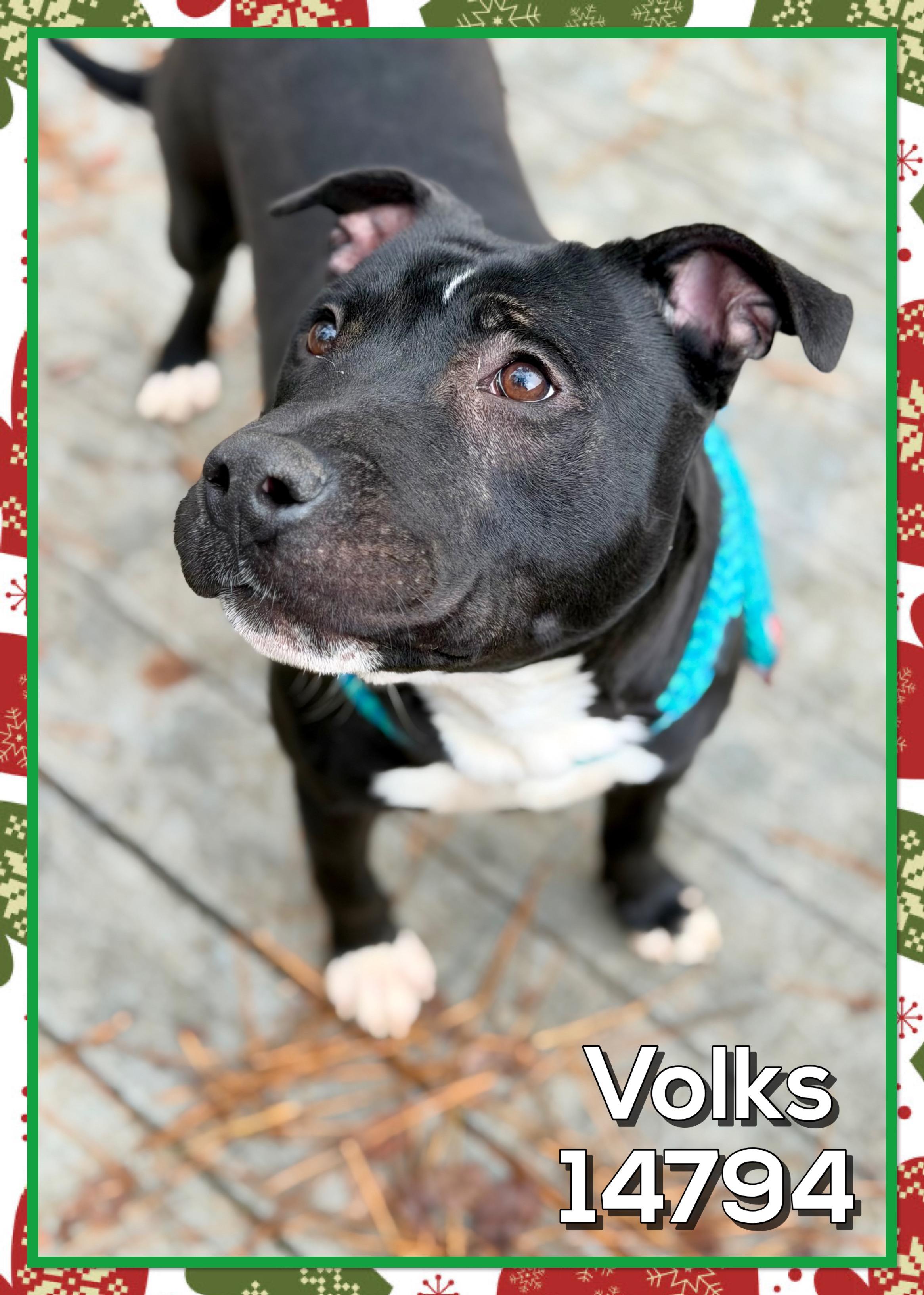 Enlarge VOLKS, a other mixed breed in Marietta, GA image 4/6