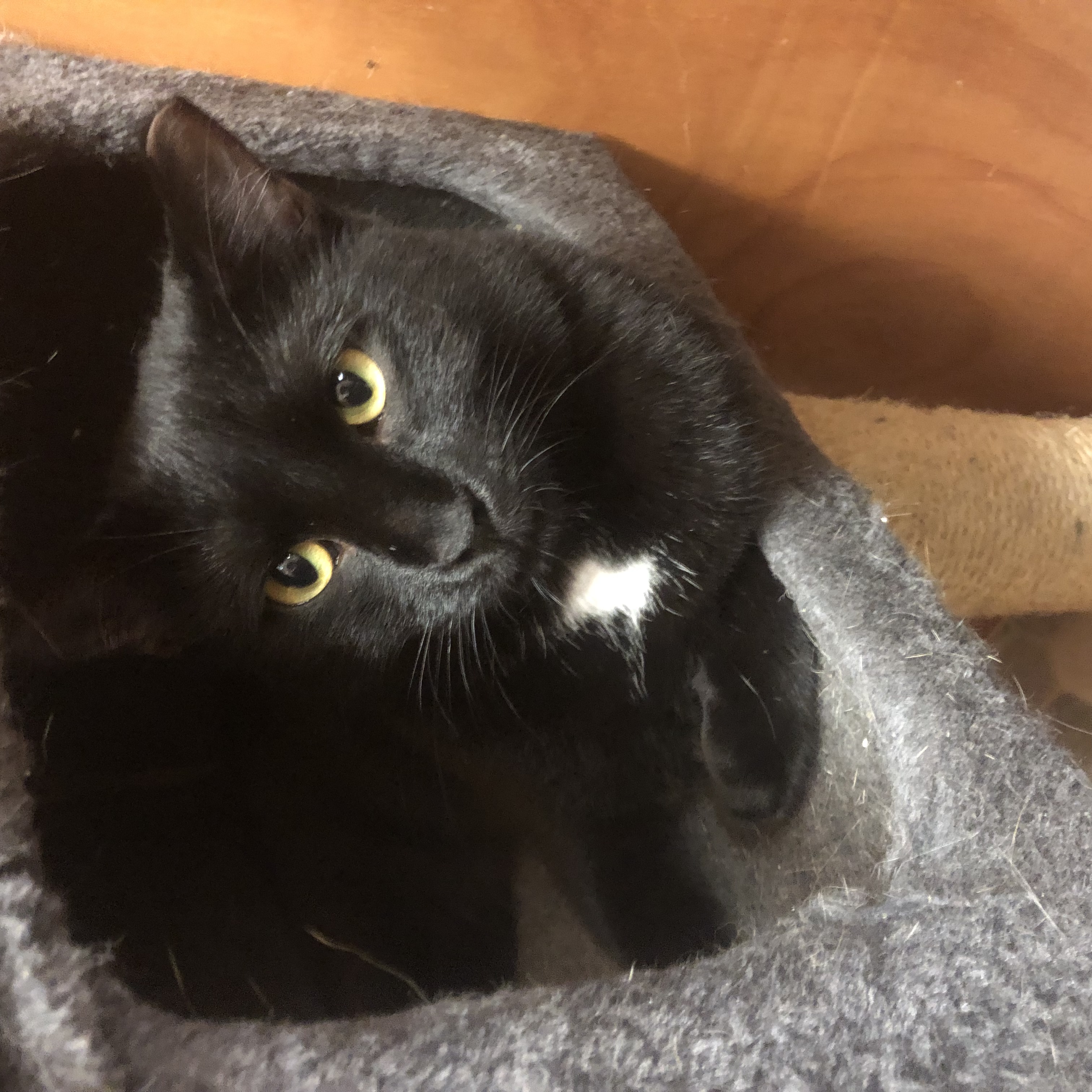 Ebony, Adoptable, Adult Female Domestic Short Hair.