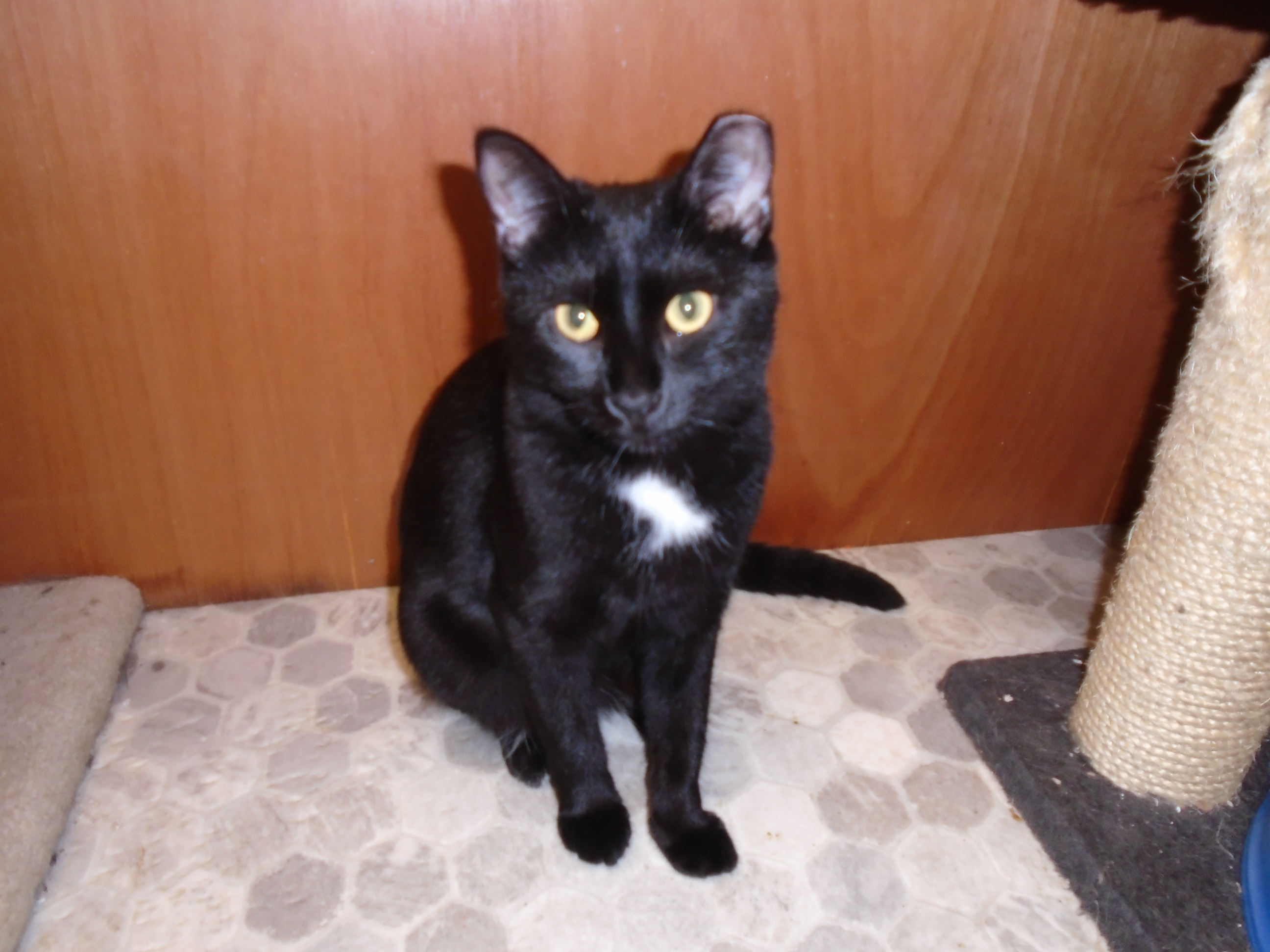 Ebony, a Adoptable Domestic Short Hair in Scarborough, ON image 2/2