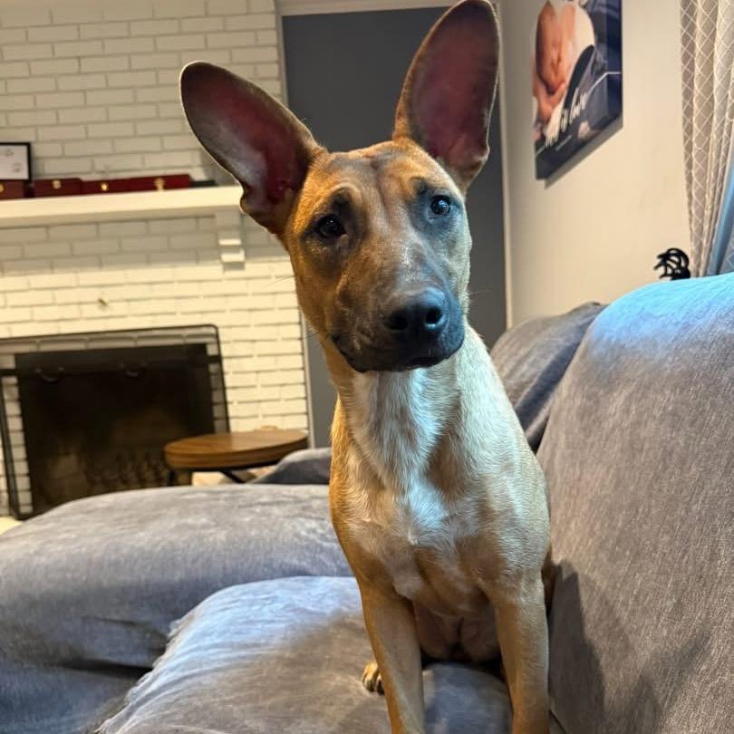 Ellie, Adoptable, Young Female Bull Terrier & Mixed Breed.