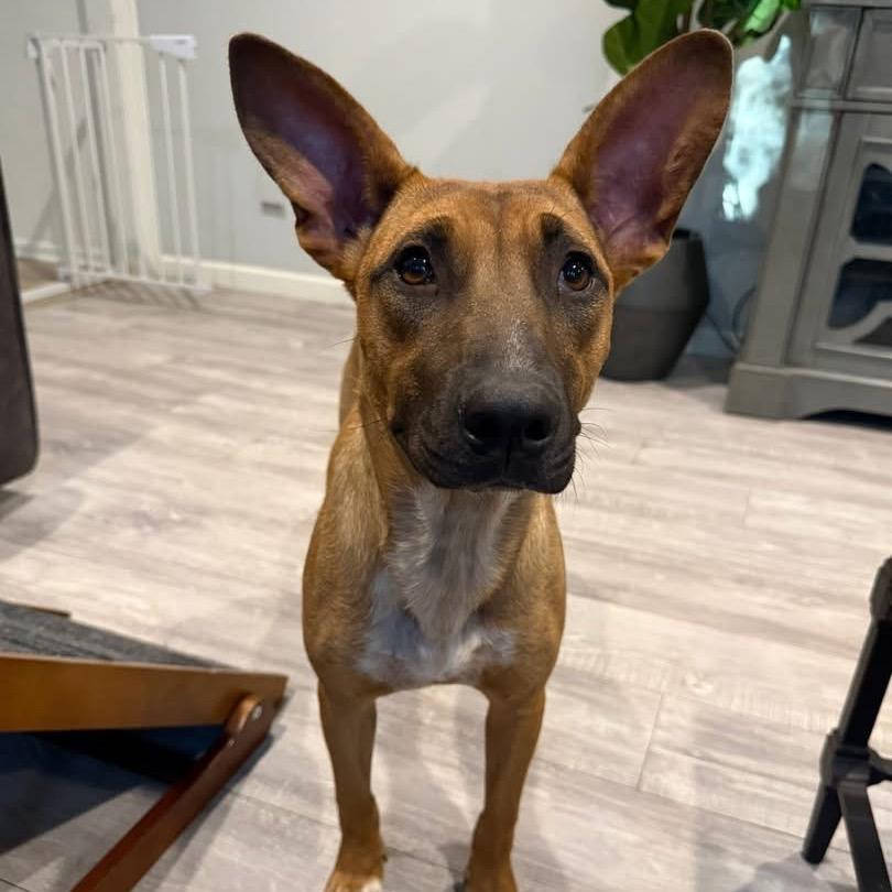 Enlarge Ellie, a Adoptable mixed breed in Medford, NJ image 2/2