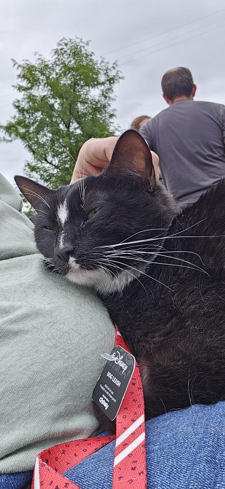 Enlarge Cruella, a Adoptable Domestic Short Hair in Lincoln Park, MI image 1/4