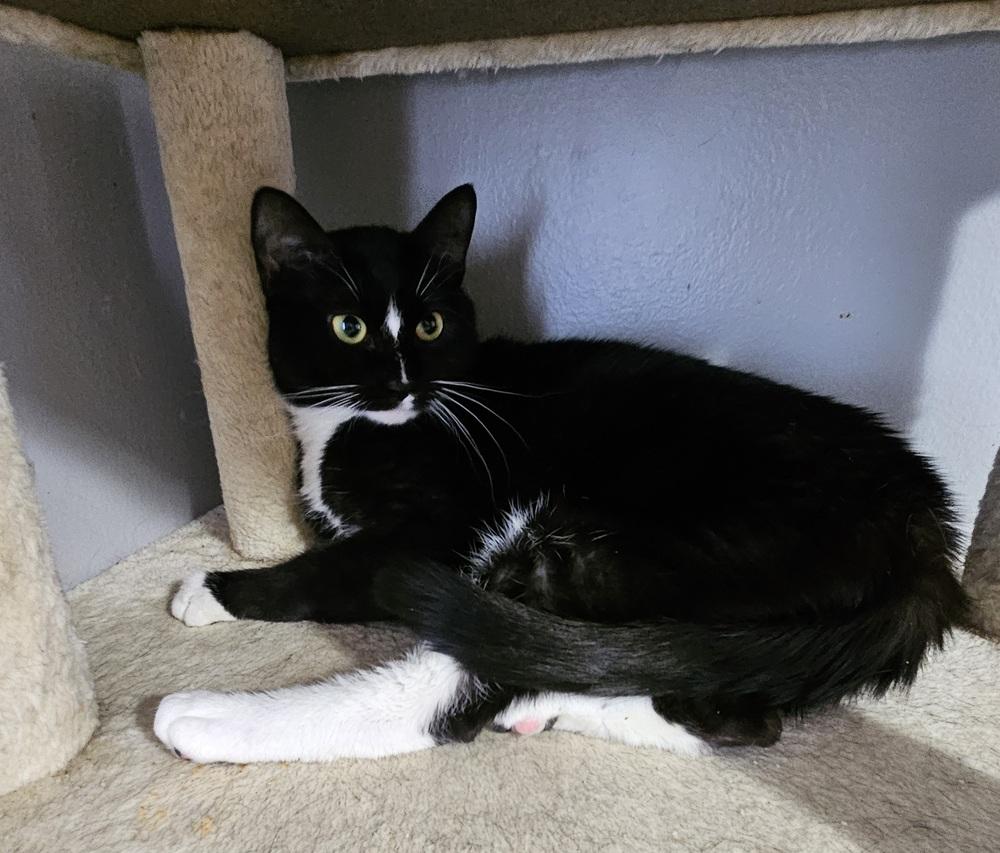 Enlarge Cruella, a Adoptable Domestic Short Hair in Lincoln Park, MI image 2/4
