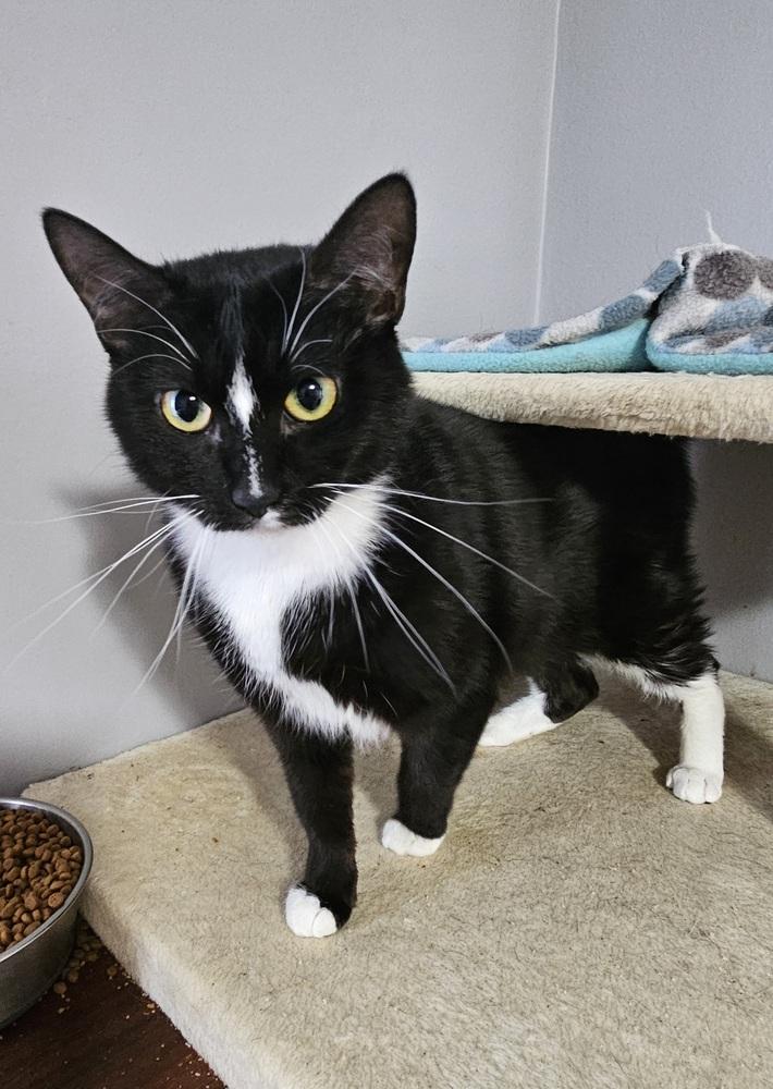 Enlarge Cruella, a Adoptable Domestic Short Hair in Lincoln Park, MI image 3/4