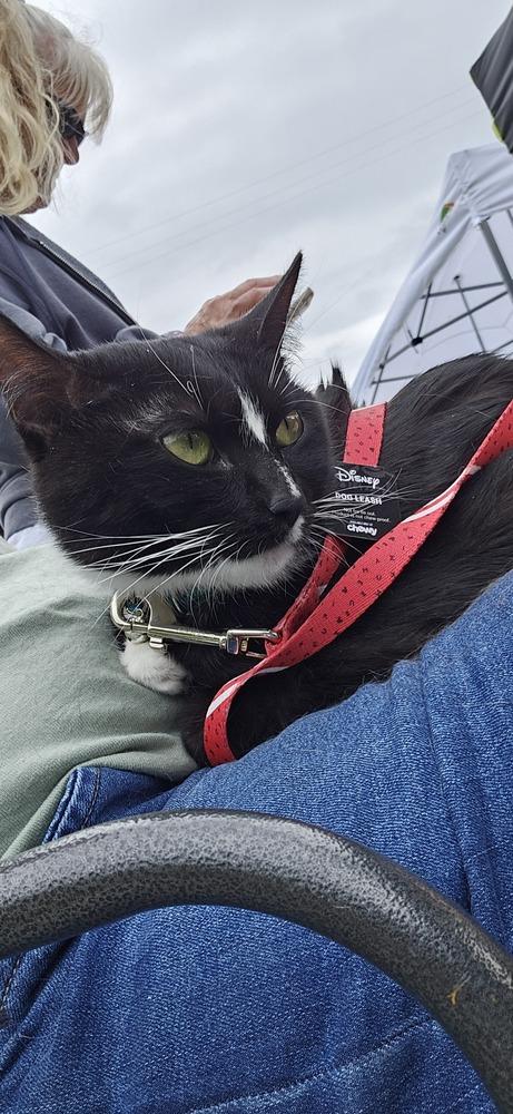 Enlarge Cruella, a Adoptable Domestic Short Hair in Lincoln Park, MI image 4/4